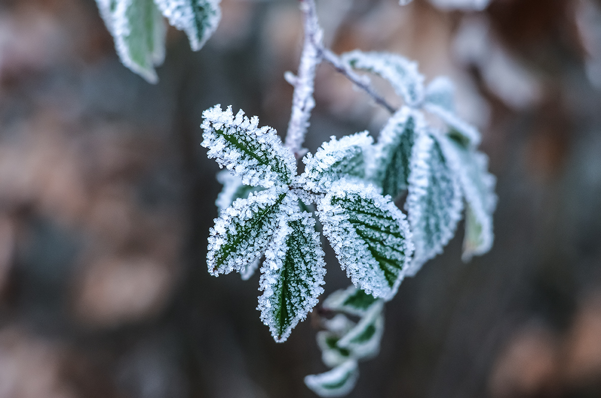 Vienna Zen Center: Hybrid Zen Day on Saturday, January 13, 2024